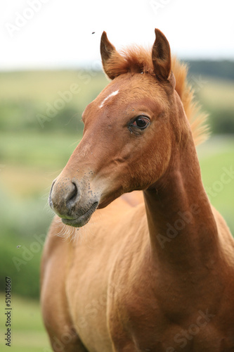 Portrait of sorrel solid paint horse foal