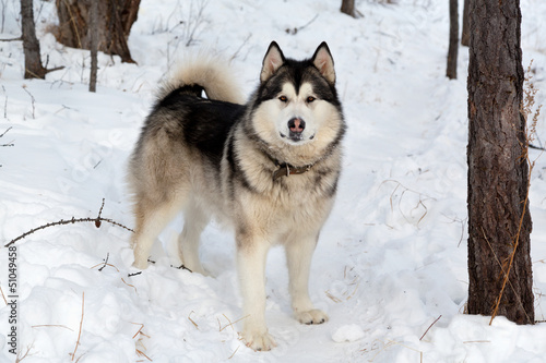 Alaskan Malamute in winter forest