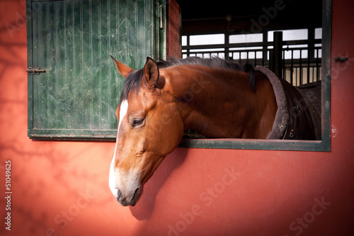 ritratto di cavallo photo