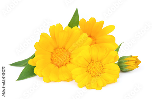Fototapeta Naklejka Na Ścianę i Meble -  Marigold flower isolated
