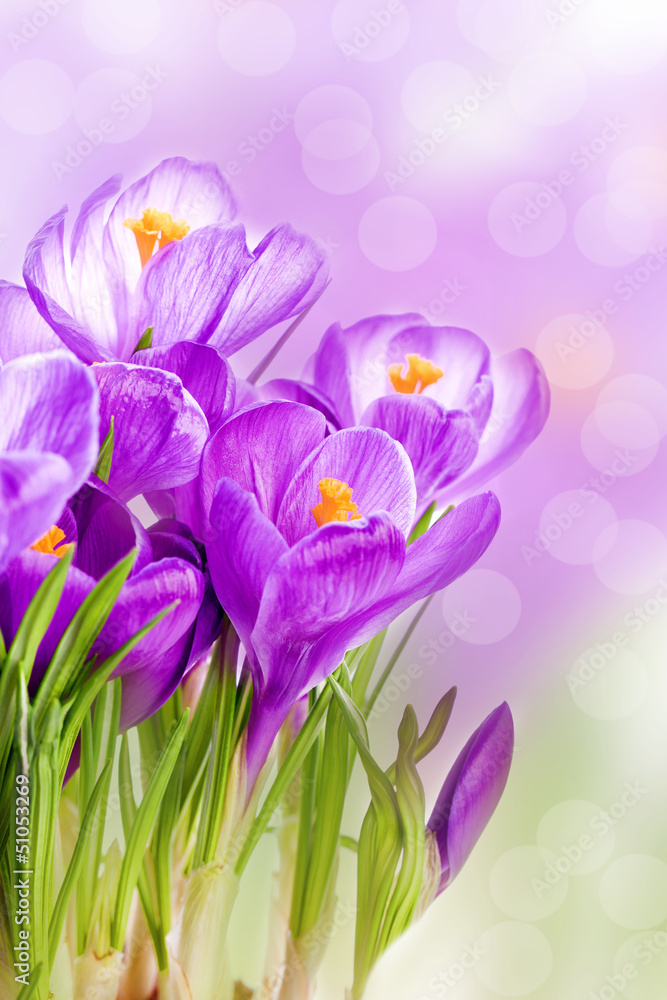purple crocus wild flower plant in spring