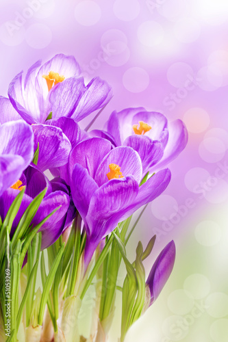 Fototapeta Naklejka Na Ścianę i Meble -  purple crocus wild flower plant in spring