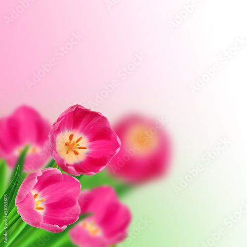 Fototapeta Naklejka Na Ścianę i Meble -  Tulips bouquet