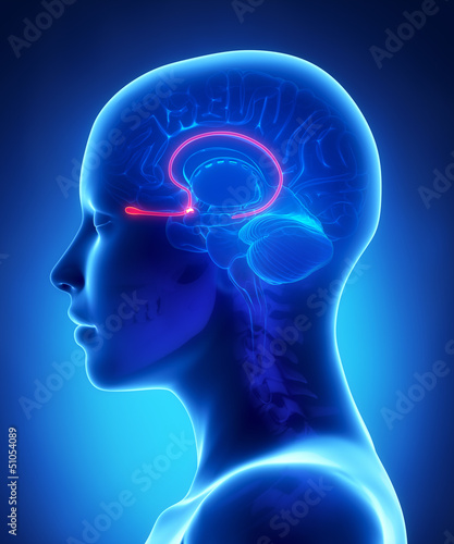Olfactory bulb - female brain anatomy lateral view photo