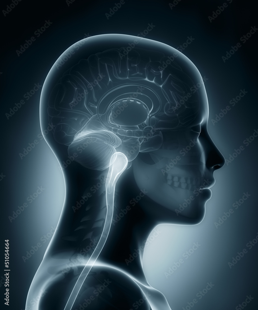 Spinal cord medical x-ray scan Spinal cord medical x-ray scan