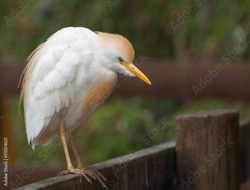 Cattle egret on a fence photo