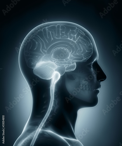 Human brain cross section medical x-ray scan