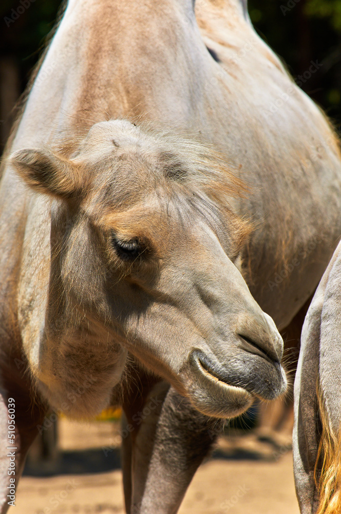 Fototapeta premium Funny camel in the zoo