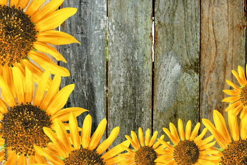 Sun flower frame photo
