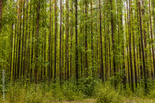 Fototapeta Naklejka Na Ścianę i Meble -  Eucalyptus forest