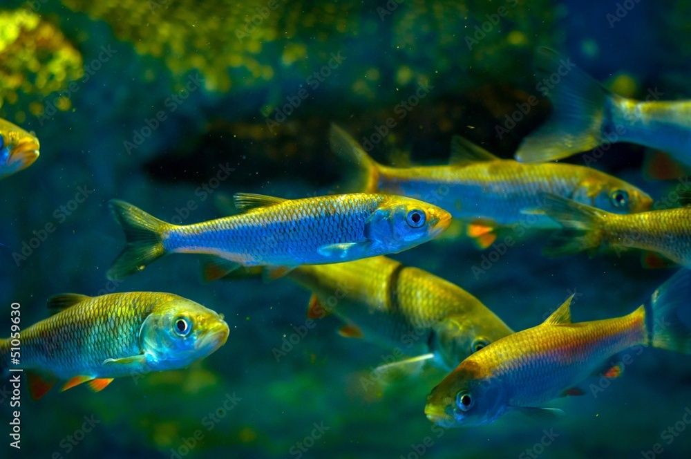 Naklejka premium Small fish in the water