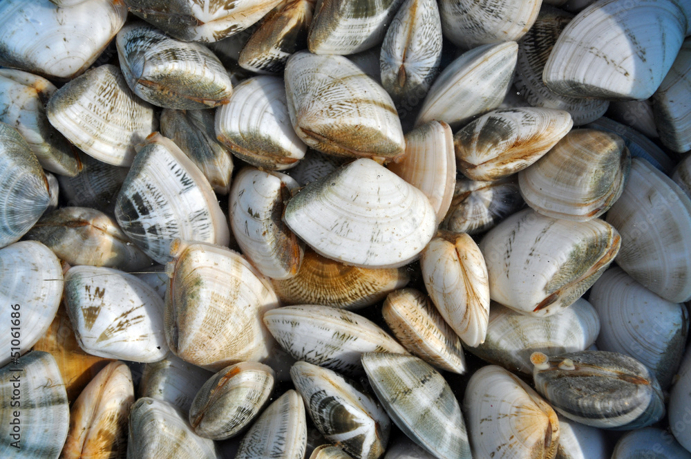 Fresh clams at a Vietnamese sea food market