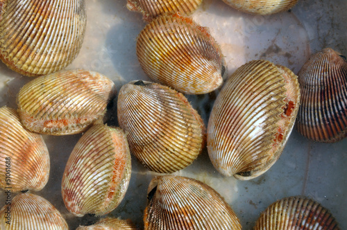 Fresh mussels at a seafood market