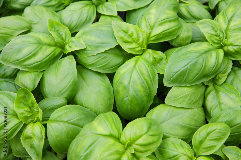 green basil leaves ready to taste the tasty kitchen recipes green basil leaves ready to taste the tasty kitchen recipes