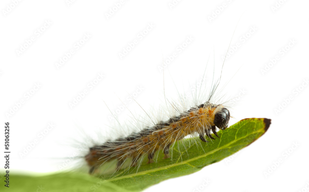 Caterpillar crawling on leaf edge Caterpillar crawling on leaf edge