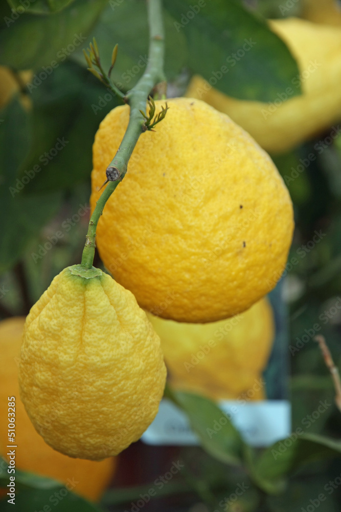 big juicy and wrinkled lemon hanging on the plant