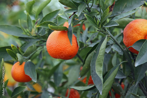 juicy Mediterranean Orange hung on fruit trees