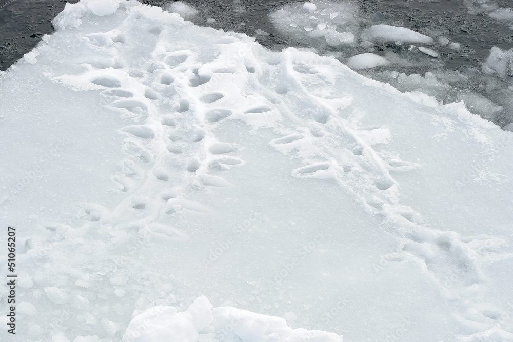 Obraz premium Trails from Adelie penguins on pack ice.