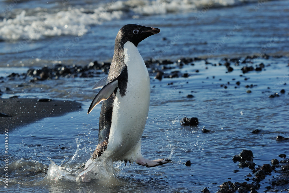 Naklejka premium Adelie Penguin coming out of the water
