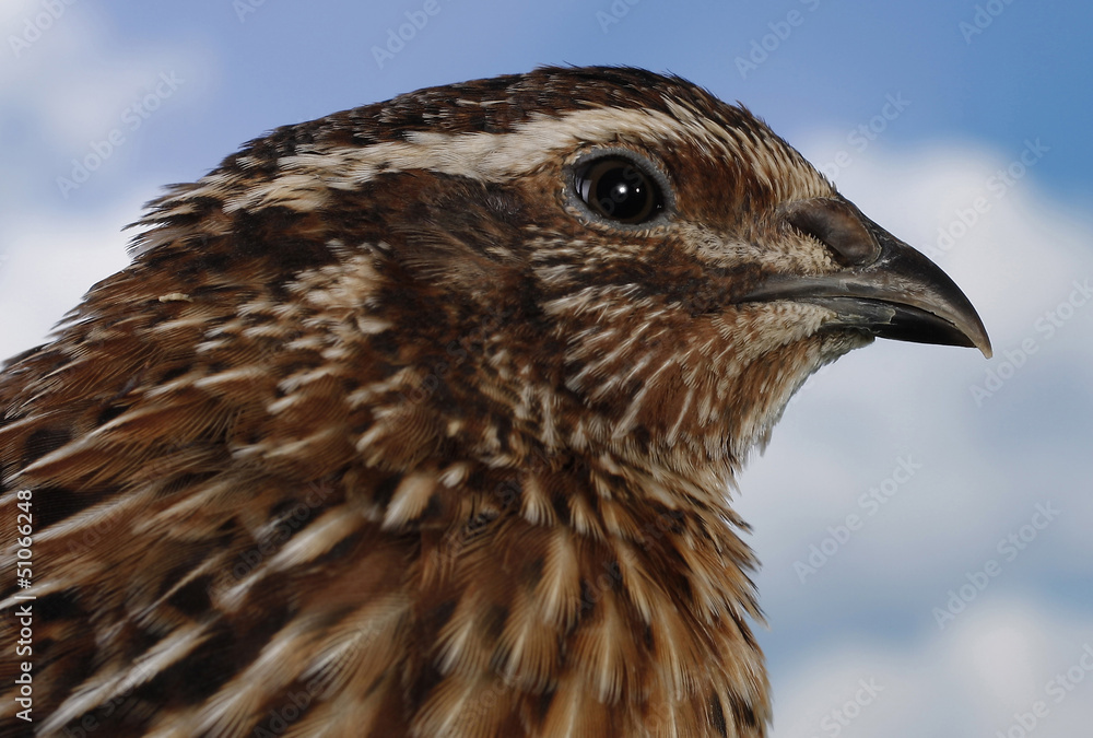 Brown quail