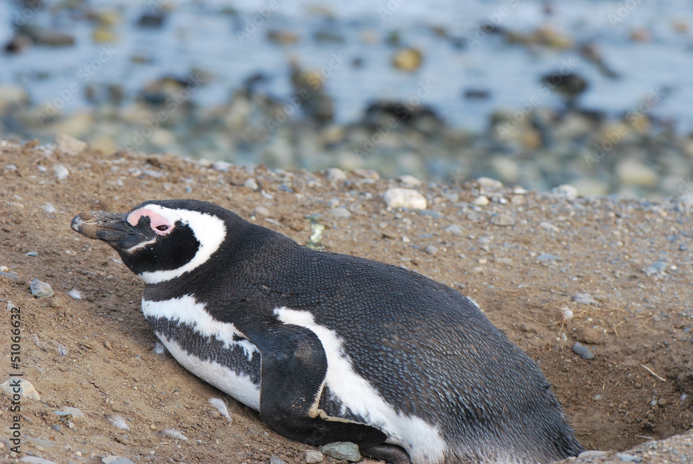 Fototapeta premium Pinguin