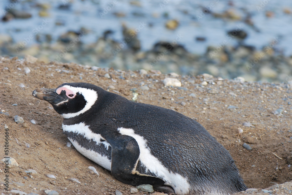 Fototapeta premium Pinguin
