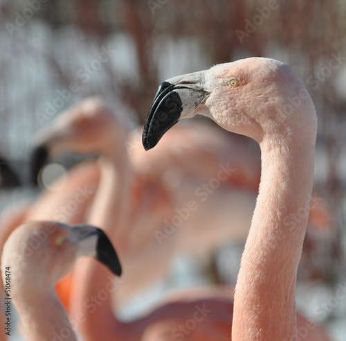 Flamingo Portrait photo