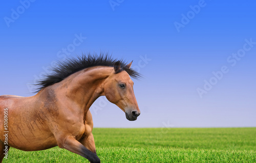Pferd Warmblut galoppiert auf Weide