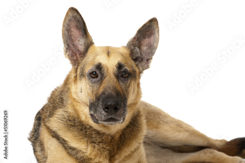 German shepherd dog - Deutscher Schäferhund © DoraZett