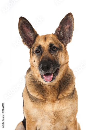 German shepherd dog - Deutscher Sch  ferhund