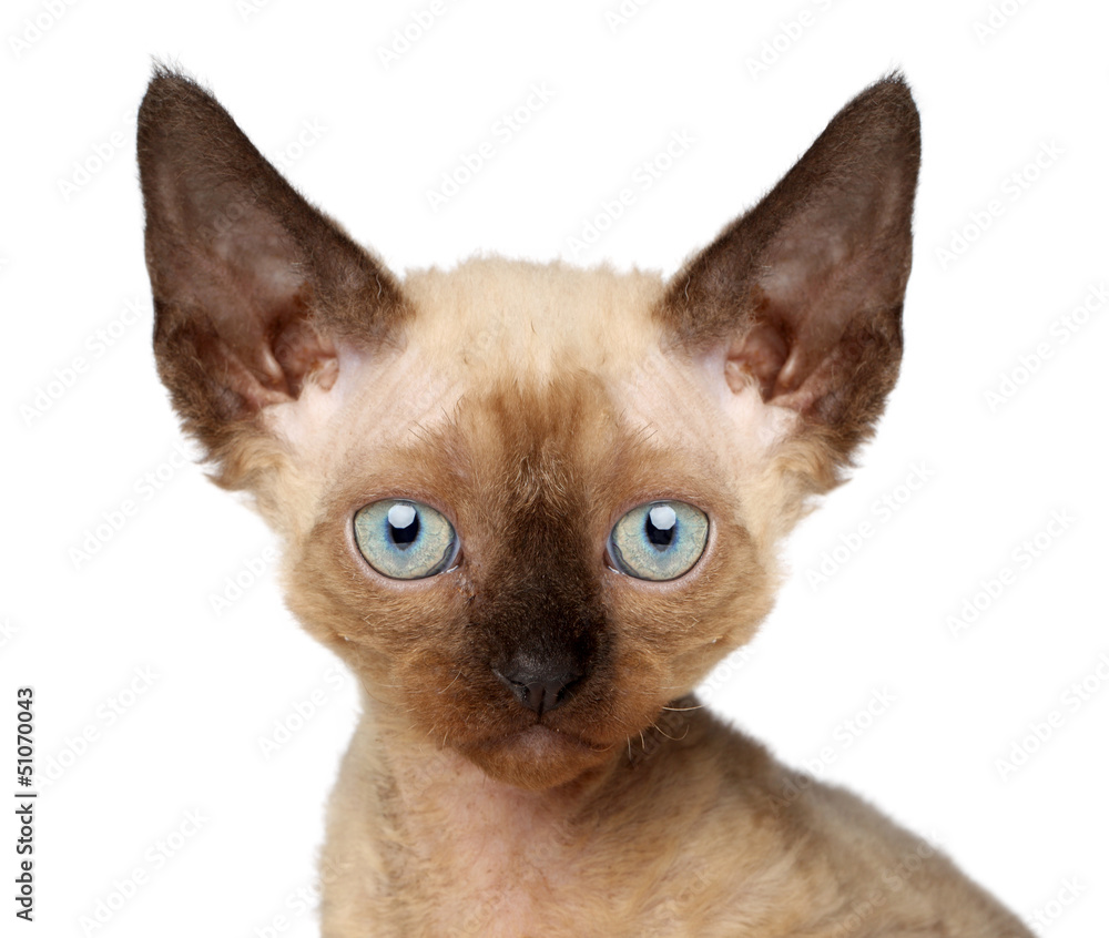 Devon Rex kitten. Close-up portrait