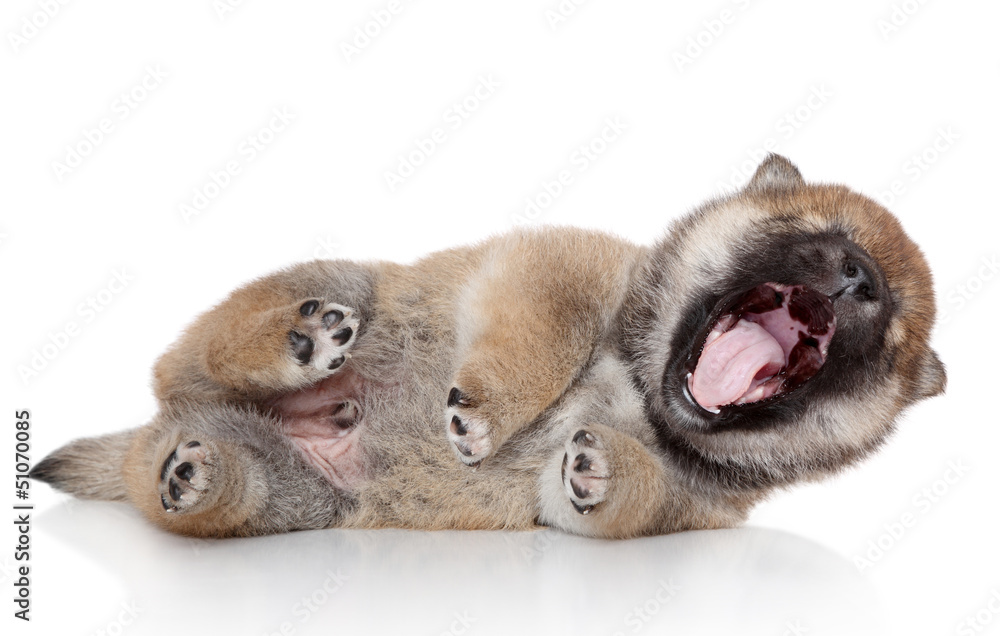 Obraz premium Shiba inu puppy yawn