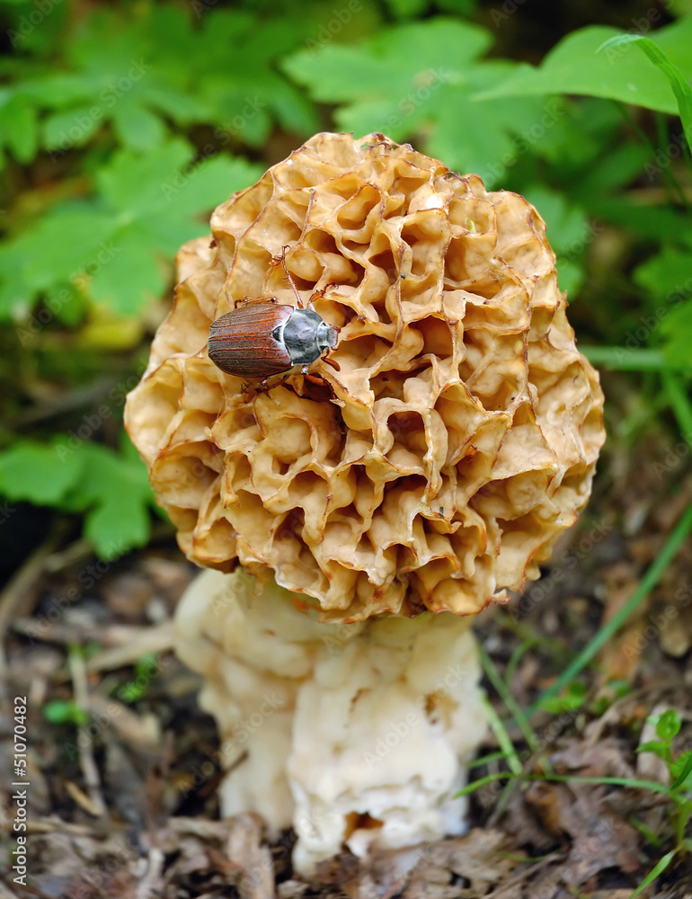 Morel mushroom grows in forest (Morchella esculenta) Morel mushroom grows in forest (Morchella esculenta)