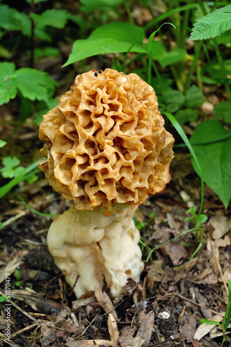 Morel mushroom grows in forest (Morchella esculenta)