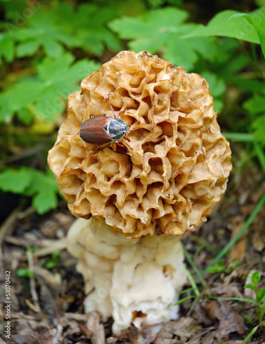 Morel mushroom grows in forest (Morchella esculenta)