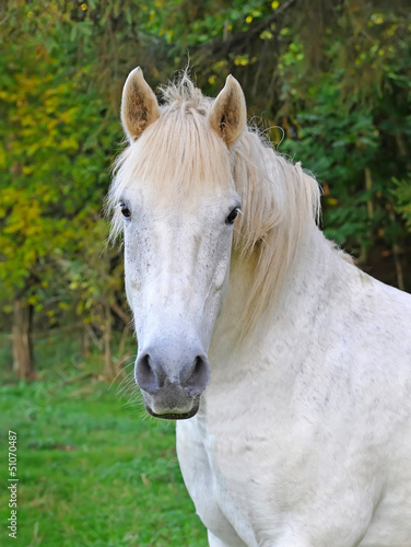 Portrait of a white horse in summer day