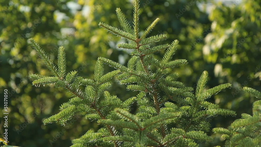 Norway spruce in sunlight. Shallow depth of field. Norway spruce in sunlight. Shallow depth of field.