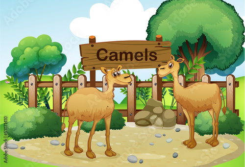 Two camels inside the wooden fence with a wooden sign board