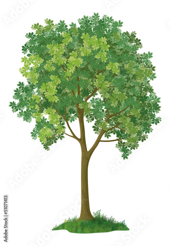 Chestnut tree. Vector