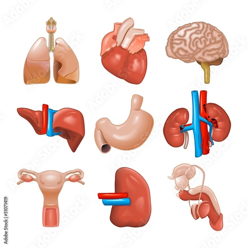 Organs
