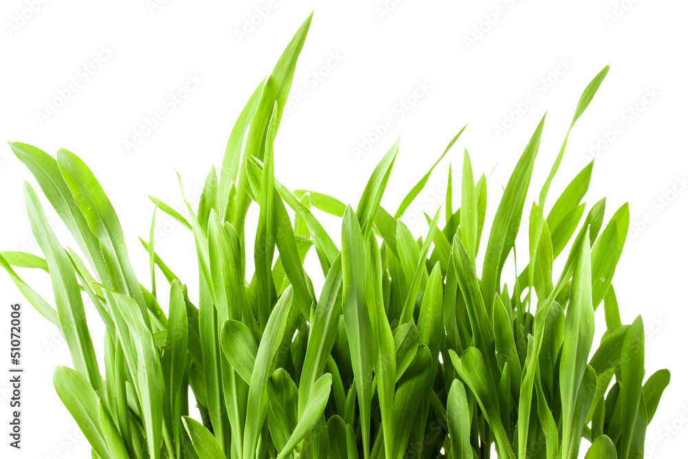 Fototapeta premium Fresh spring green grass isolated on white background