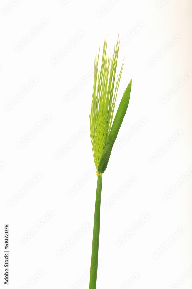 小麦 小麦