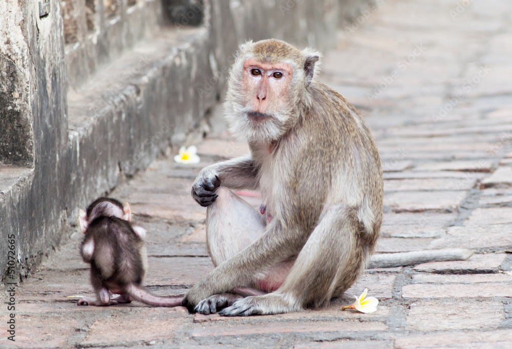 Naklejka premium Monkey with a baby at Phra Nakhon Khiri Historical Park, Phetcha