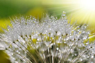 Fotobehang Paardenbloem met waterdruppels Bedauwde paardenbloem in zacht licht  © vencav