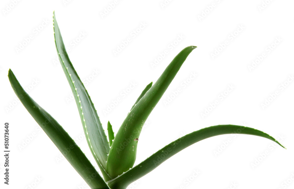 Obraz premium aloe vera isolated on white