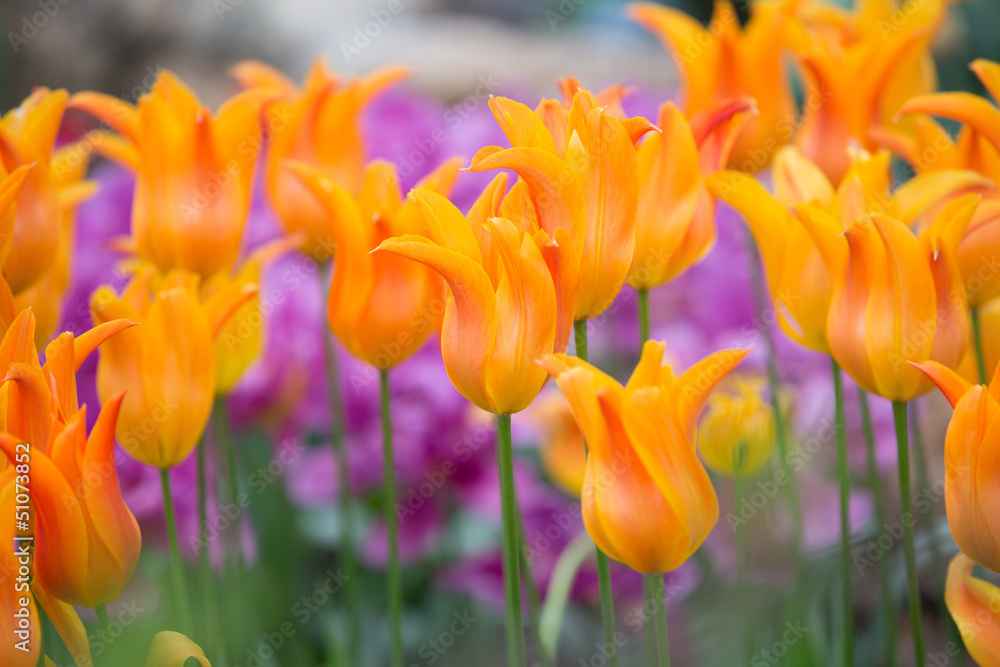Obraz premium Orange Flowers
