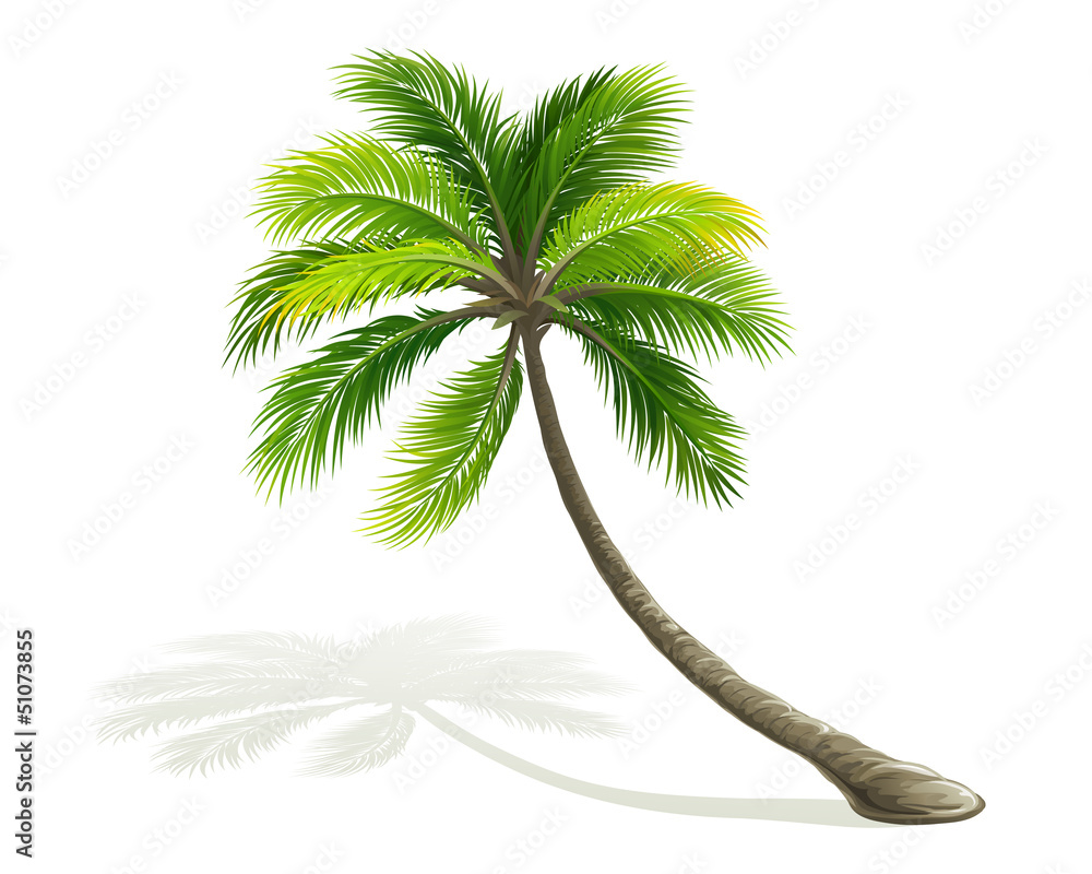 Palm tree - obrazy, fototapety, plakaty 