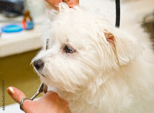 Grooming Maltese dog