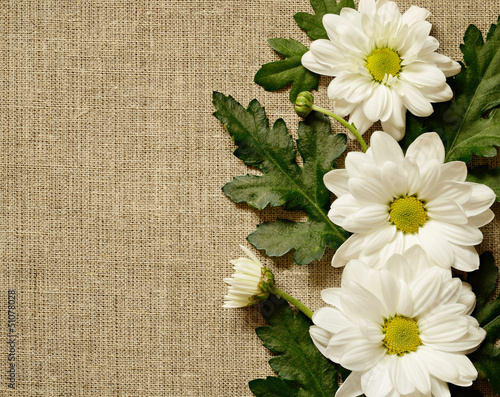 Chamomile arrangement