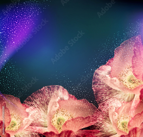congratulation vector background with poppies